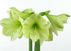 hippeastrum Luna ® (1)